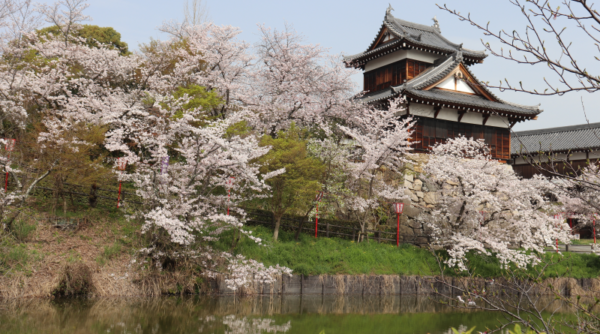 yamato Koriyama Castle and cherry blossoms