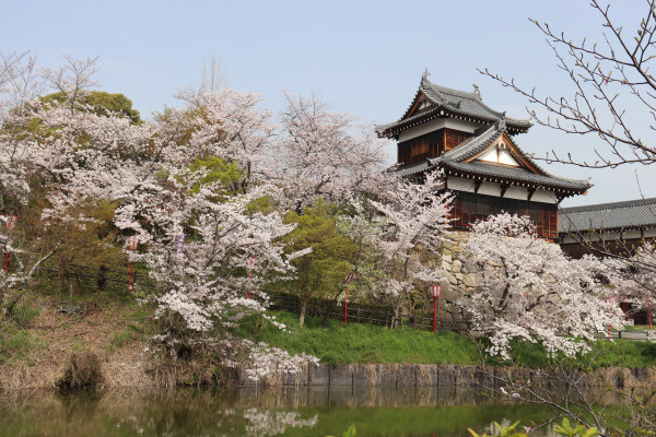 Yamato Koriyama Castle's Otemukai Turret in the spring time.