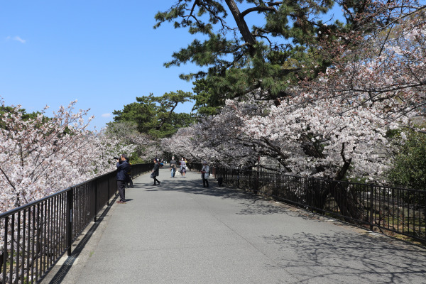 Cherry blossom season in Shukugawa Park.