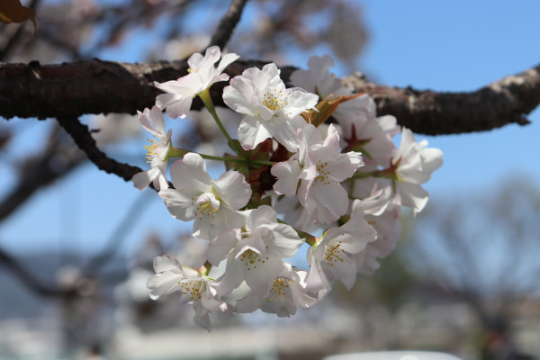 Shukugawa Maizakura a special breed of cherry blossom in Shukugawa Park