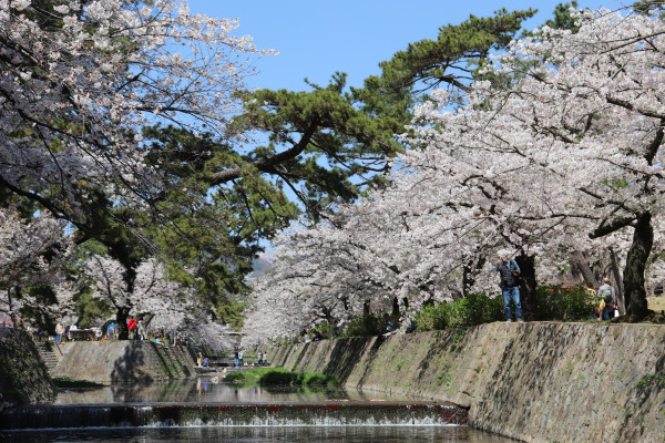 Blooming cherry blossom trees in Shukugawa Park