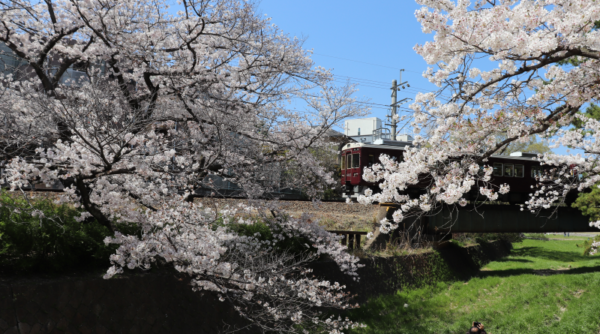 Sakura in Shukugawa Park and train of the Hankyu Railway