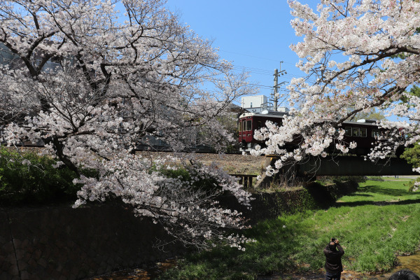 Cherry Blossom Odyssey  Visit Japan for cherry blossom season