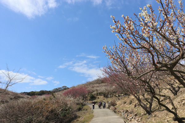 Ayabeyama Plum Grove