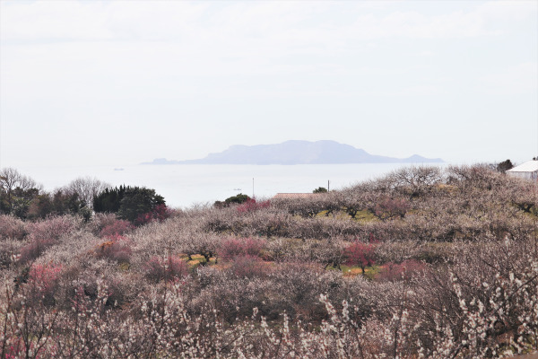 View of Ayabeyama Plum Grove and nearby sea and Awajishima Island