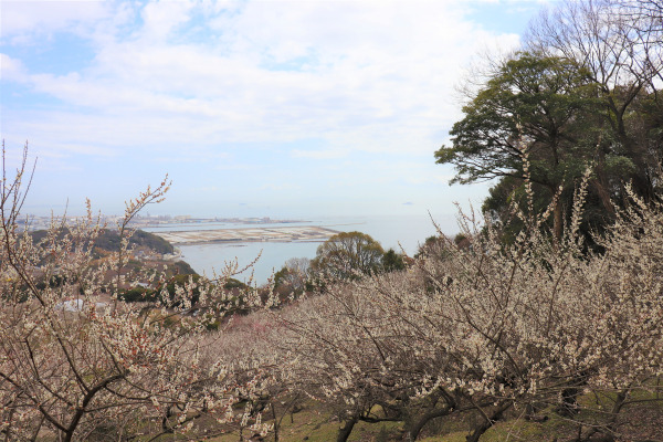 Ayabeyama Plum Grove and view of Shinmaikohama Beach.