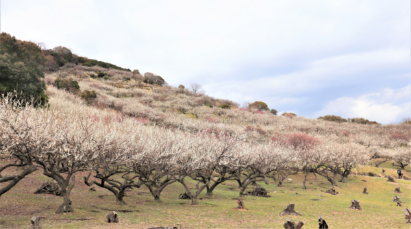 Ayabeyama plum garden