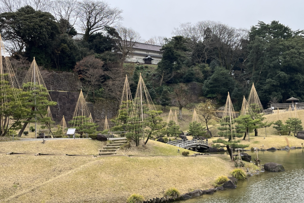 Yukizuri at Gyokuseninmaru Garden at Kanazawa Castle