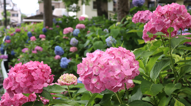 hydrangea at Fujinomori Shrine