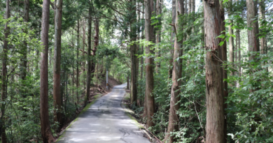 京大坂道の山道