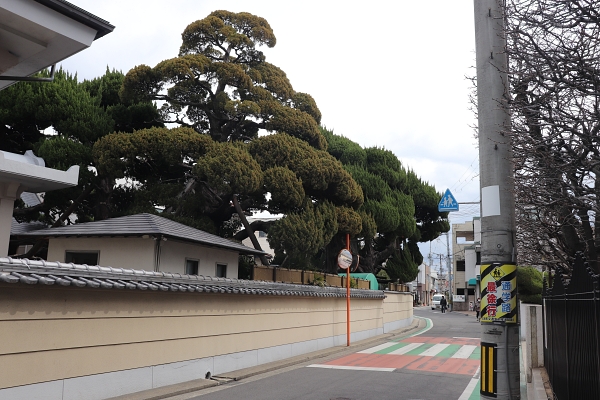 永福寺のびゃくしん