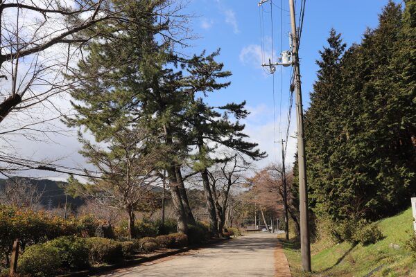 中山道の並び松