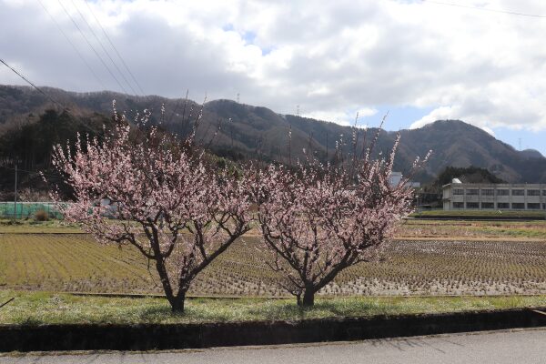 梅の花