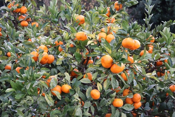 A tree of Arida Mikan 