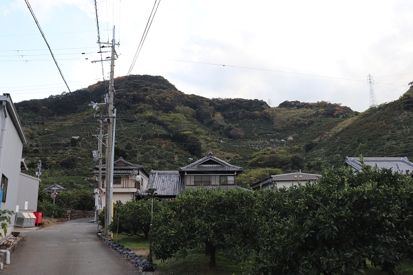 mikan grove in Itoga, Arida City 