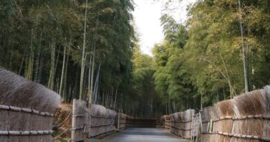 Bamboo Forest path, Takeno Michi,