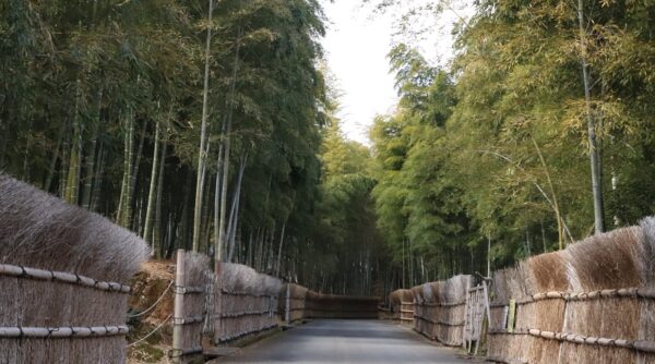 Bamboo Forest path, Takeno Michi,