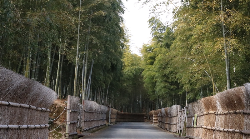 Bamboo Forest path, Takeno Michi,