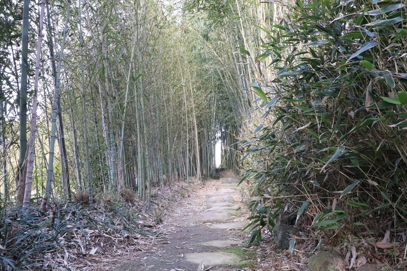 洛西竹林公園のヤダケ