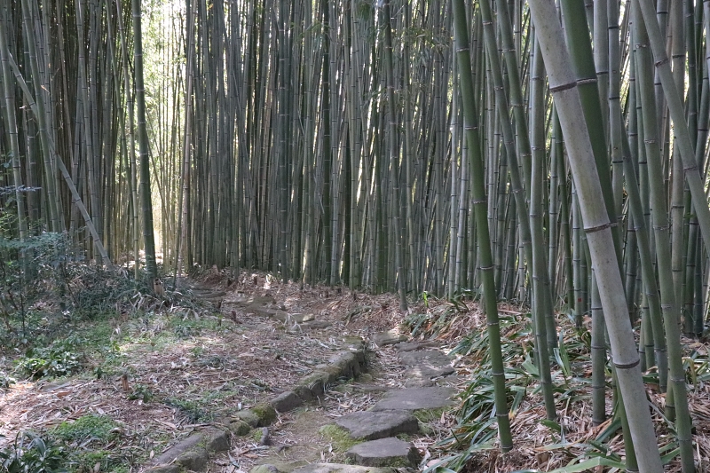 洛西竹林公園のハチク