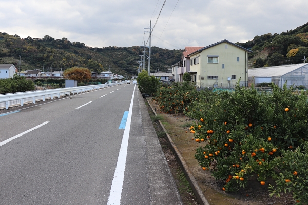 有田みかん海道