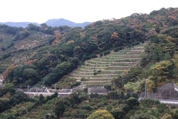 有田のみかん畑