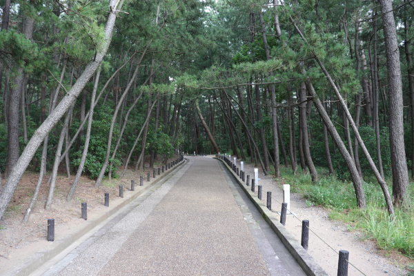 安宅の松林