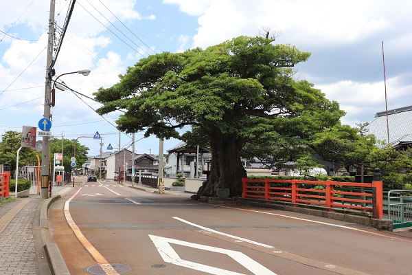 丸岡城の時代から残る木