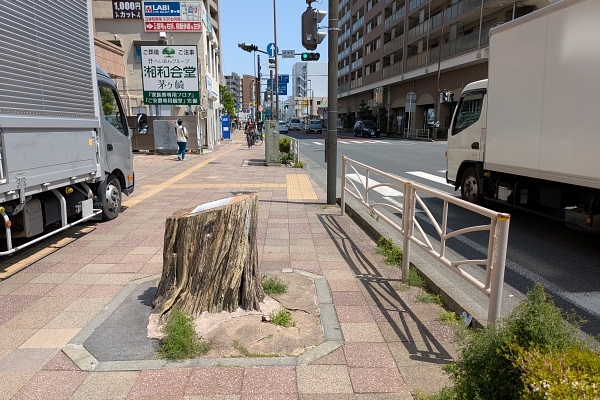 黒松の切り株