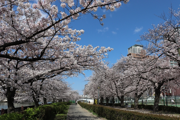 毛馬桜ノ宮公園の桜