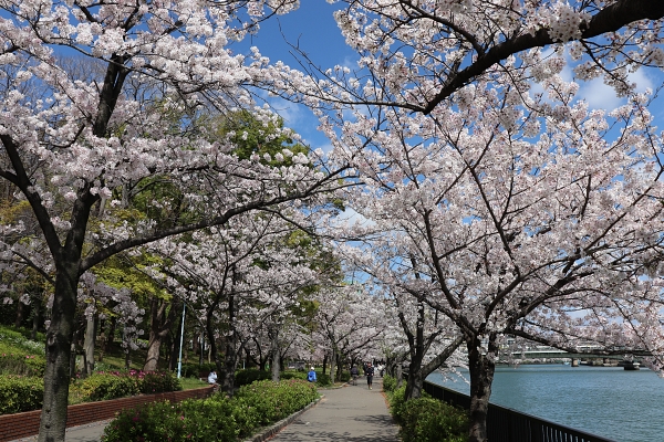 毛馬桜ノ宮公園