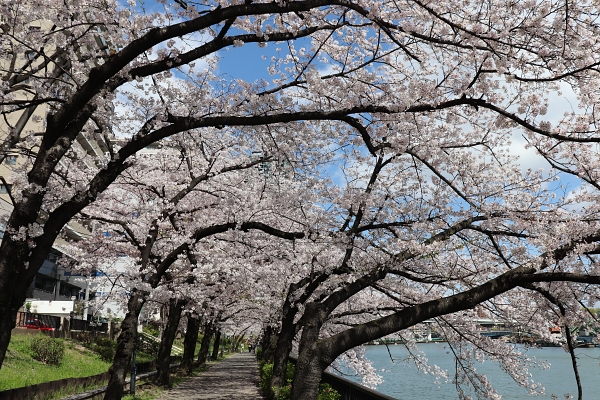 毛馬桜ノ宮公園