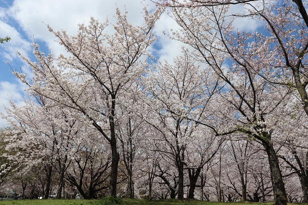 桜ノ宮公園