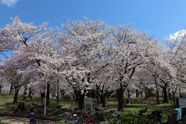 桜ノ宮公園