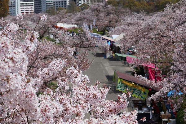 毛馬桜ノ宮公園