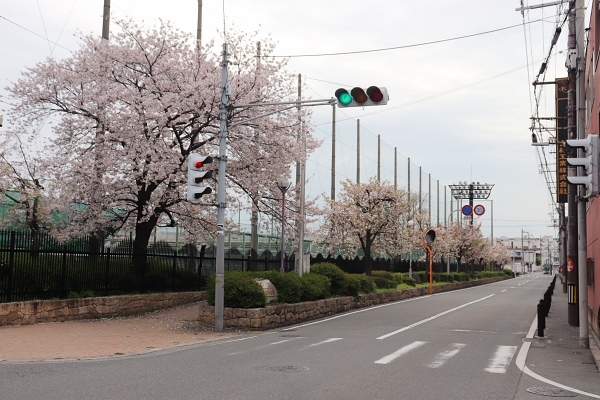 津守さくら公園