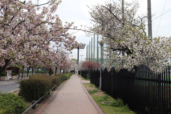 津守さくら公園