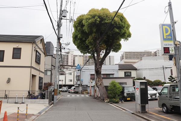 樹齢200年のクスノキ
